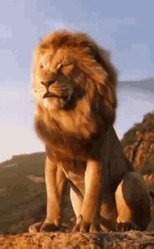 sahod gif|Lion GIFs .
